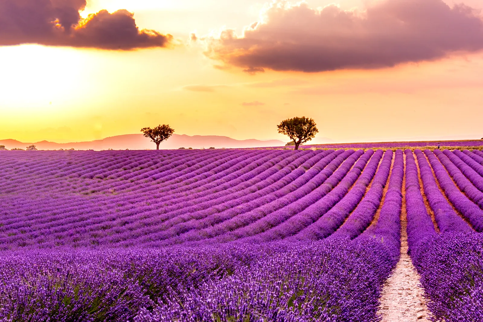 Blooming lavender fields at sunset in Provence, France