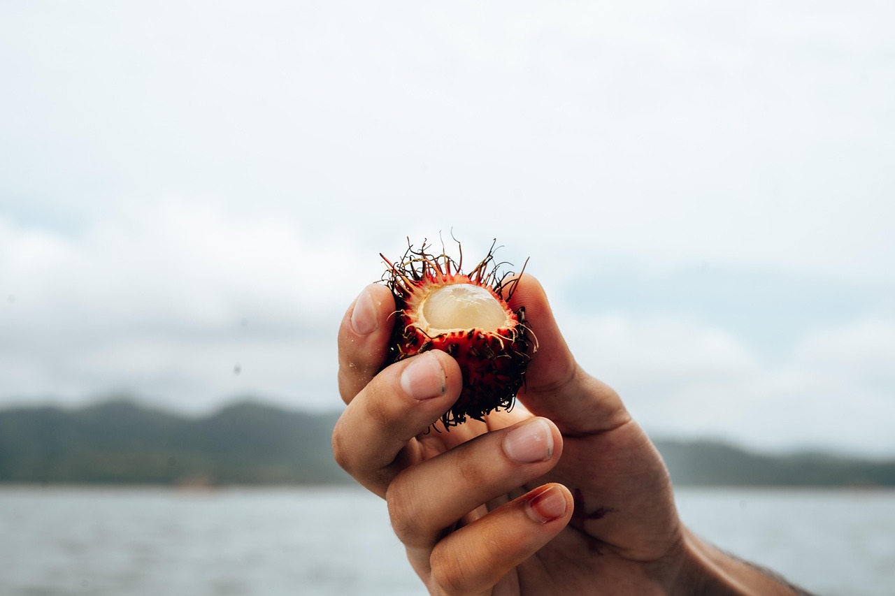 Bali, lombok, indonesia, nature, r asia, island, tropical, national, water, summer, coast, lychee, fruit, tropical fruit, food, meal, cute, litchi, yummy, healthy, juicy, lombok, lychee, lychee, lyche