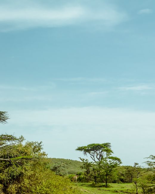 Scenic view of acacia trees under a blue sky in Nakuru County, Kenya.