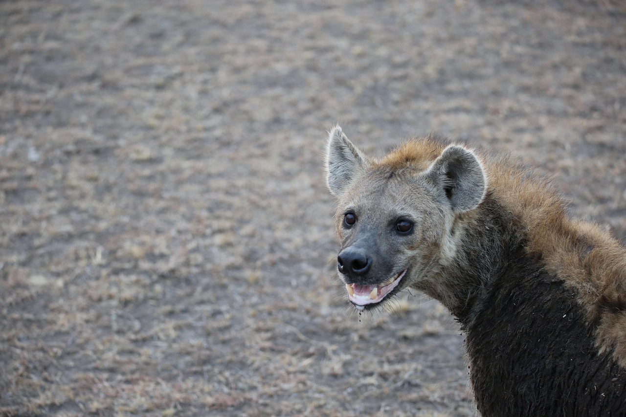 Hyena, wildlife, safari, africa, kenya, maasai mara, hyena, hyena, hyena, hyena, hyena