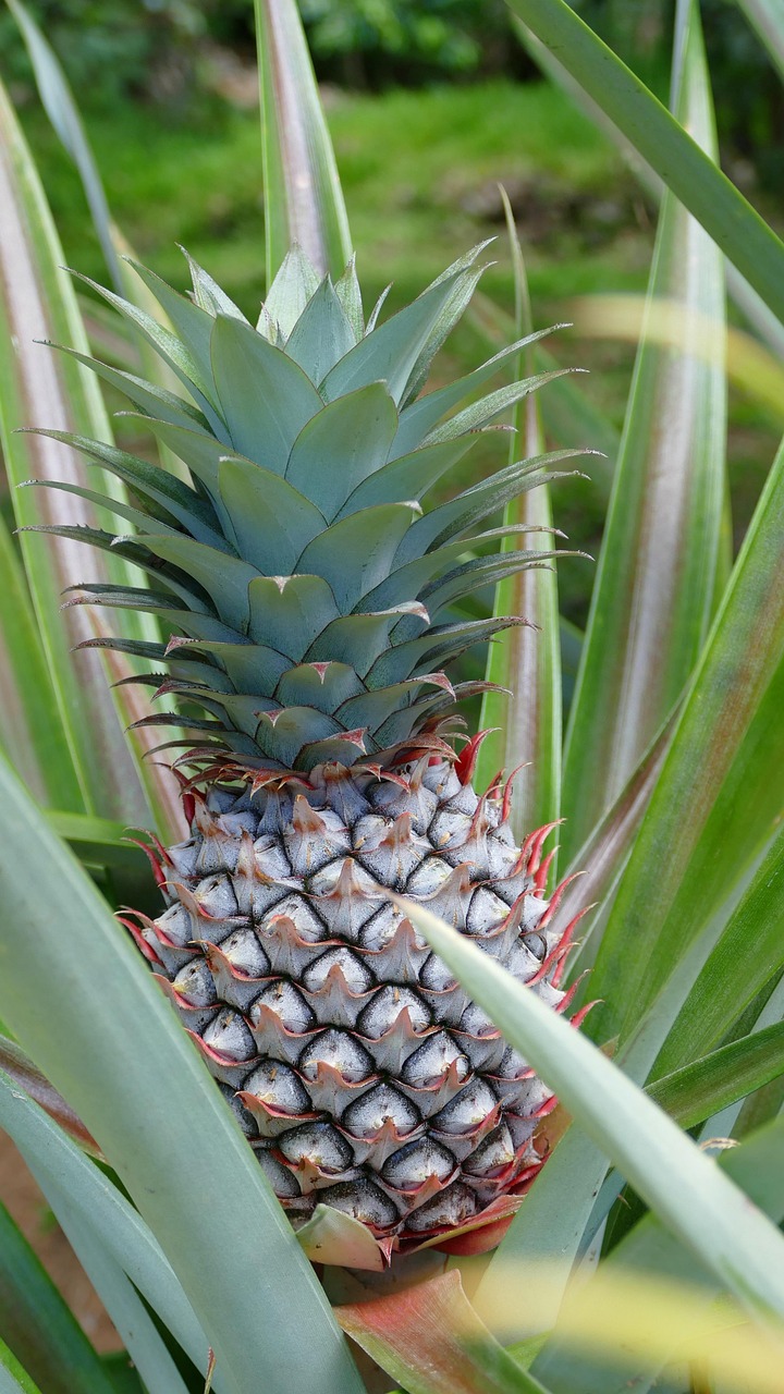 Seychelles, mahé, pineapple, plantation, garden, nature, spice garden