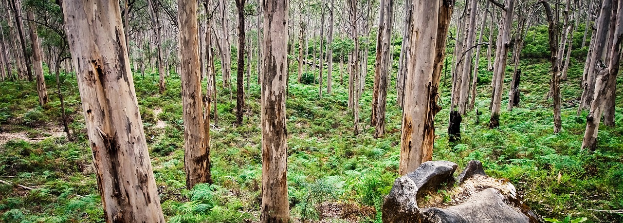 Boranup forest, forest, landscape, trees, nature, woods, plants, woodland, margaret river, australia, margaret river, margaret river, margaret river, margaret river, margaret river, australia