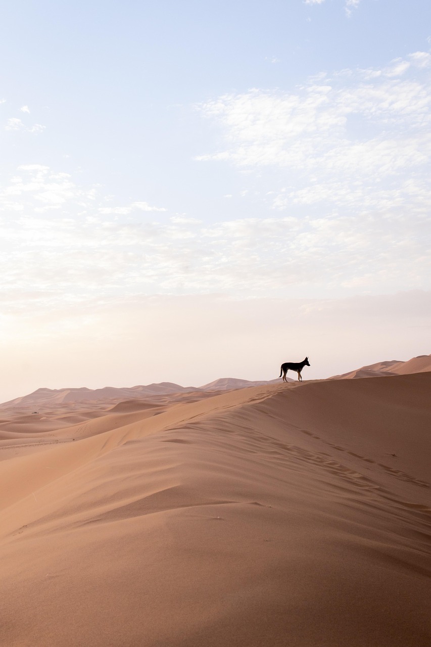 Desert, animal, dog, morocco, sand, nature, landscape, pet, colours, merzouga, sand dunes