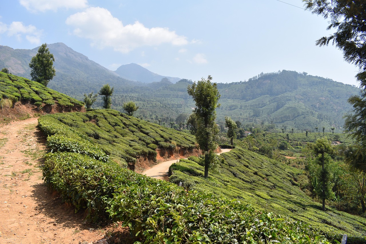 Munnar, kerala, india, asia, travel, nature, scenery, tea, tea plantation, munnar, munnar, munnar, munnar, kerala, kerala, kerala, kerala, kerala