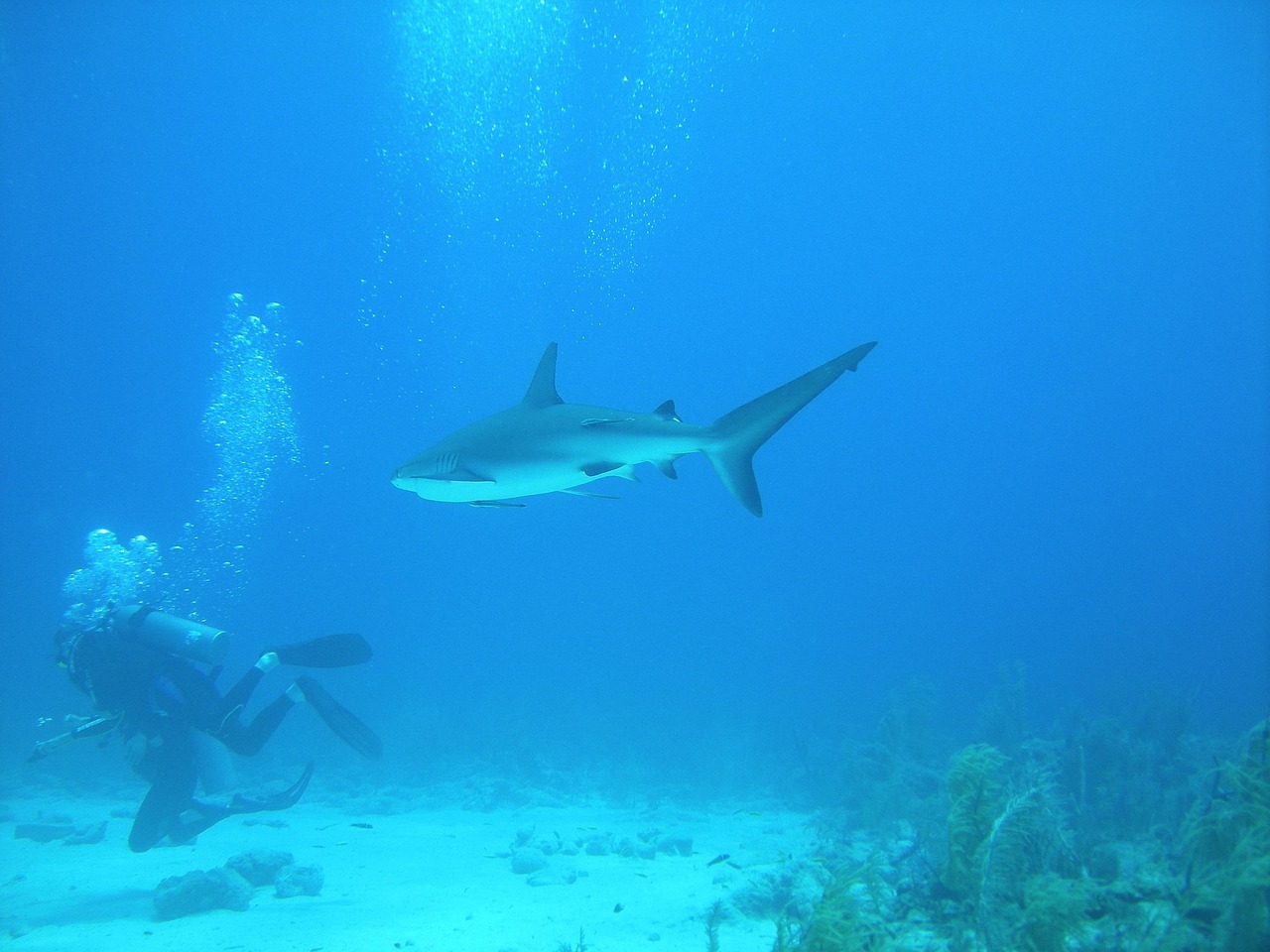 Dive, nassau, bahamas, bahamas, bahamas, bahamas, bahamas, bahamas