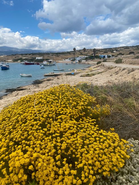 Vibrant yellow flowers bloom by the serene Greek coast with boats and blue skies.