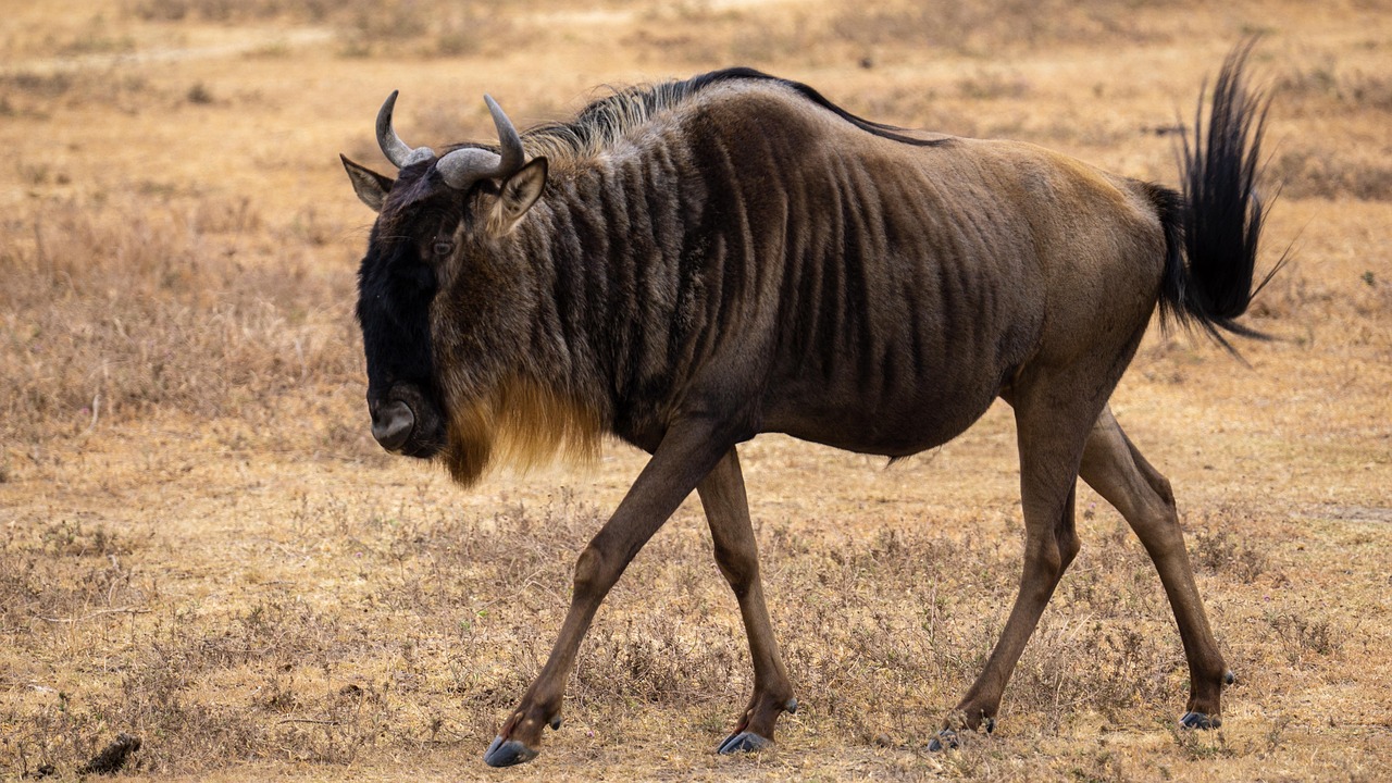 Wildebeest, tanzania, landscape, nature, africa, ngorongoro, gnu, ngorongoro conservation area, wildebeest, wildebeest, wildebeest, wildebeest, wildebeest, gnu