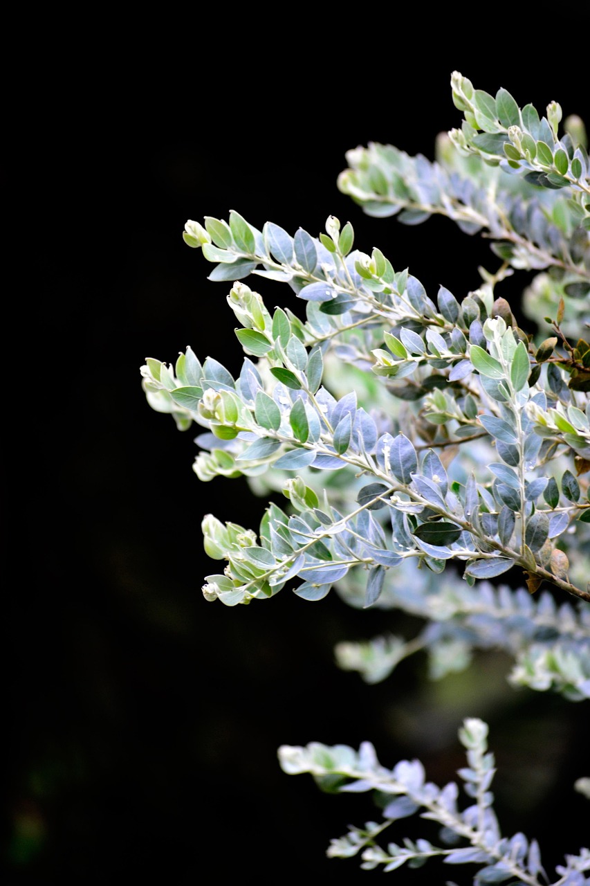 Silver leafs, leaves, plant, nature, wildlife, nuwara eliya, ceylon, sri lanka, tree