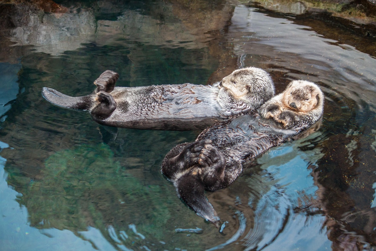 Relaxed, lisbon, aquarium, oceanarium, otter, otter, otter, otter, otter, otter