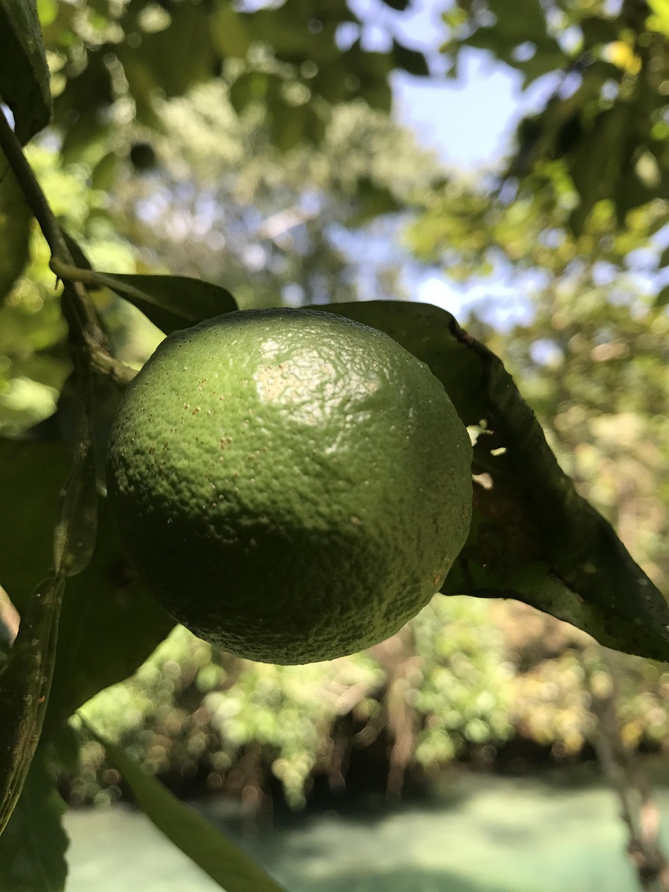 Lime, jamaica, ocho, rios, jamaica, jamaica, jamaica, jamaica, jamaica