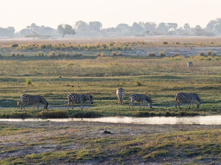 A serene landscape featuring zebras grazing by a water body in the African savanna at sunrise.