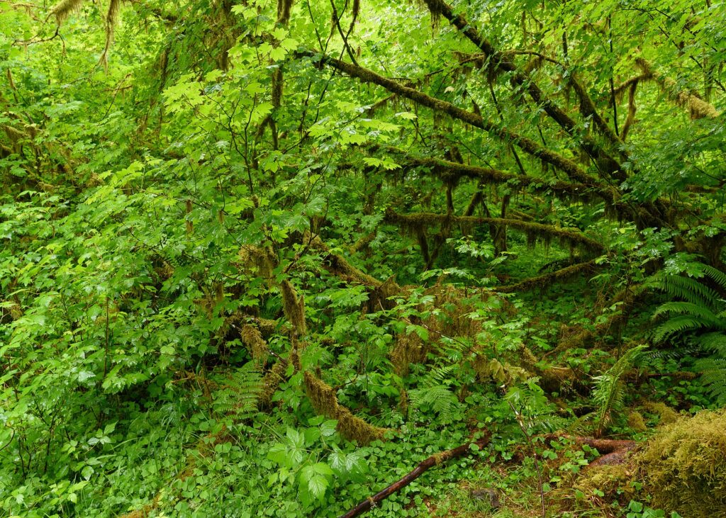 Olympic National Park, United States: Hoh Rain Forest Olympic June 2018 007