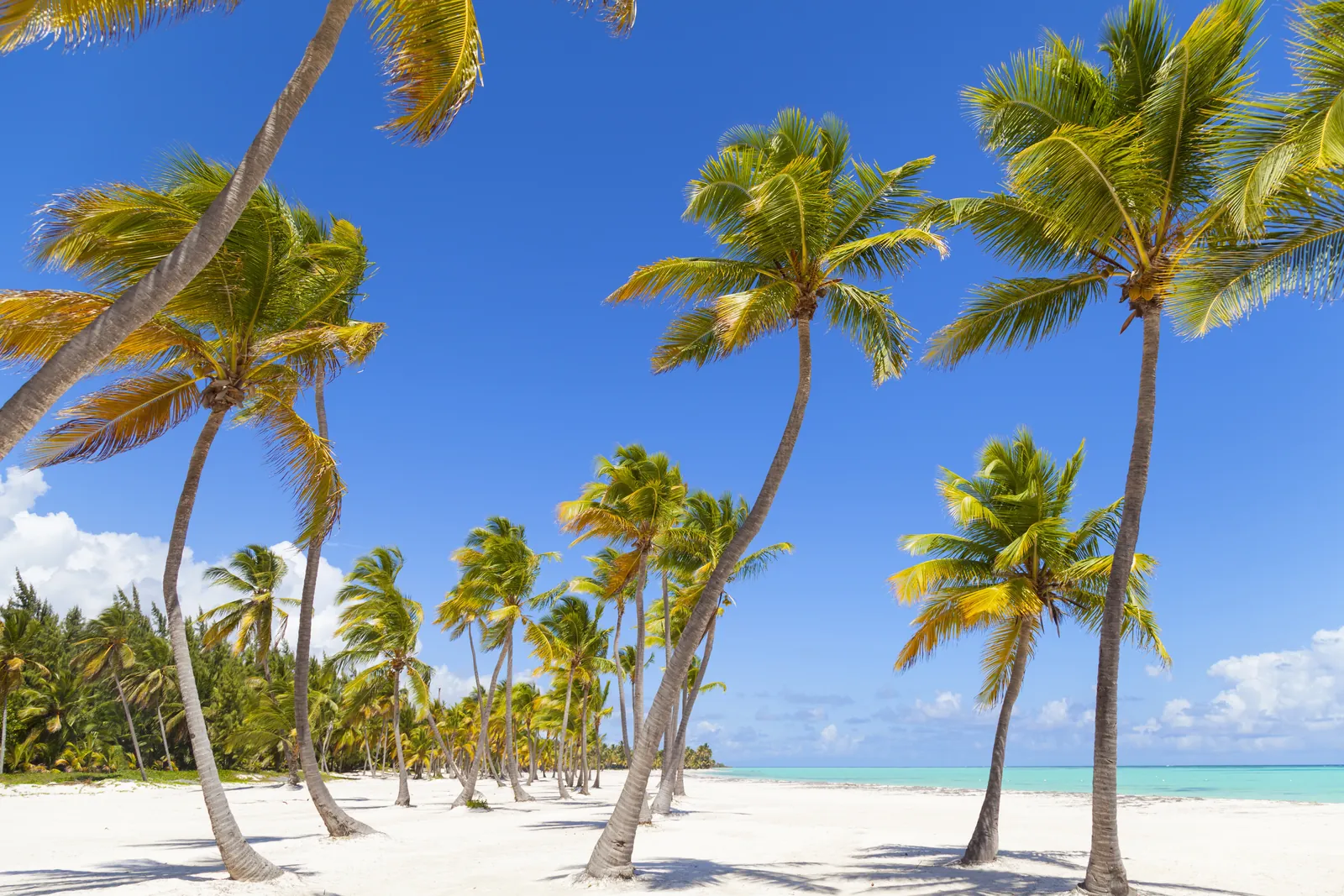 Palm trees and blue sky on a Caribbean beach in the Dominican Republic