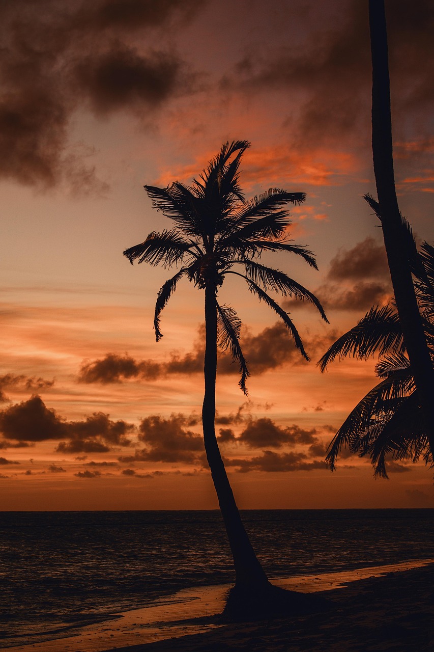 Sunset, palm tree, ocean, coast, sea view, skyline, water, sea, summer, sunrise, holiday, clouds, cloudscape, sky, morning, nature, sunset, sunset, sunset, sunset, sunset, palm tree, summer, nature, n