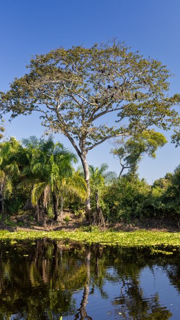 Large tree and lush greenery reflecting in a wetland in MS, Brazil during the day.