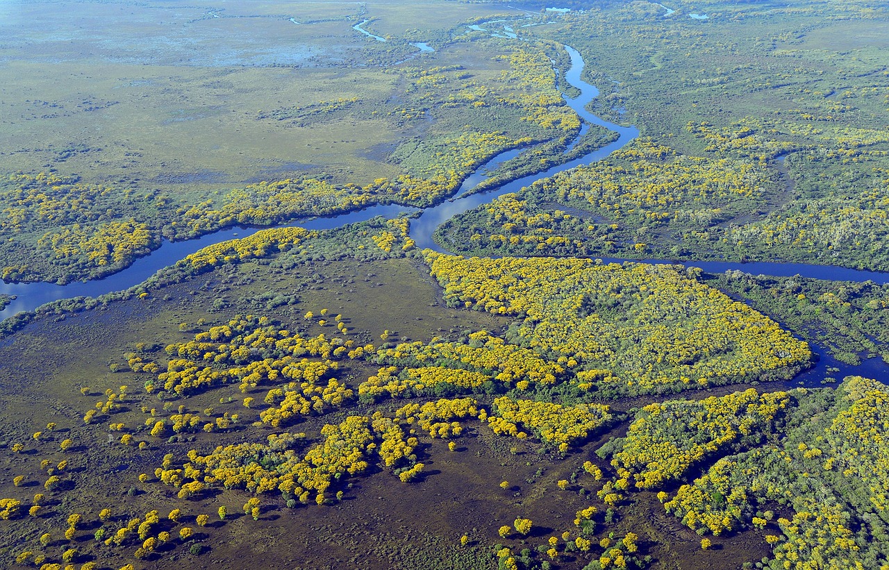 Pantanal, river, wetland, nature, landscape, environment, wetlands, green, natural, brazil, pantanal, wetland, wetland, wetland, wetland, wetland, wetlands, wetlands, wetlands, wetlands
