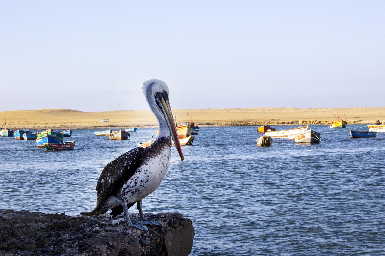Pelican, paracas, beach, pelicans, nature, peru, fisherman
