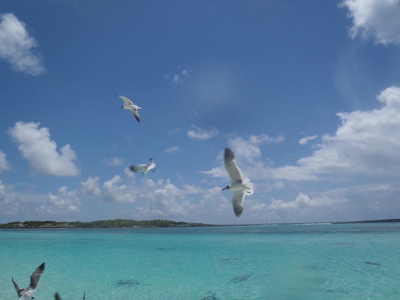 Sea, caribbean, island, bahamas, birds, gulls, flying, tropical, paradise, unspoilt, idyllic, relaxation, lagoon, seascape, tourism, travel, vacation, holiday, turquoise, horizon, nature, atlantic, sk