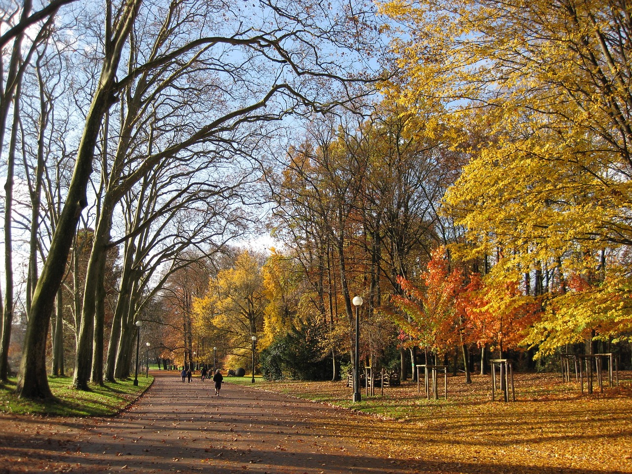 Autumn, park, lyon, parc de la tête d'or, autumn leaves, outdoor, nature, sunny, lyon, lyon, lyon, lyon, lyon