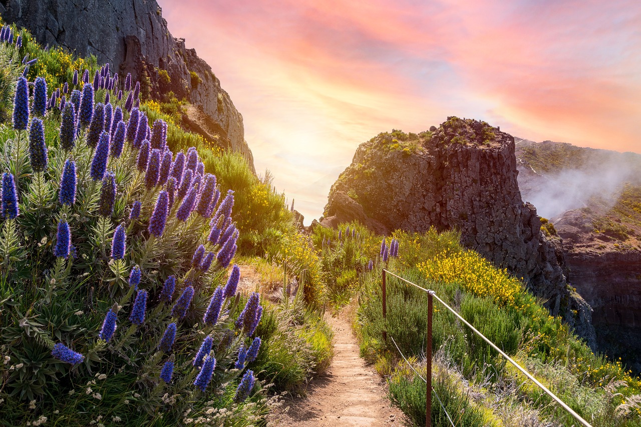 Nature, beautiful flowers, flower wallpaper, travel, outdoors, exploration, madeira, island, mountains, pico ruivo, flower background, trekking, flowers
