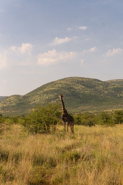 Majestic giraffe standing in the wild landscape of Pilanesberg National Park under a summer sky.