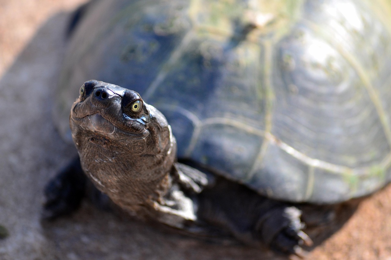 Terrapin, turtle, zurtoise, wildlife, national park, south africa, aquatic, nature, amphibian, turtle, turtle, turtle, turtle, turtle