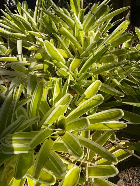 Vivid green bromeliads captured in natural sunlight, showcasing their vibrant foliage.