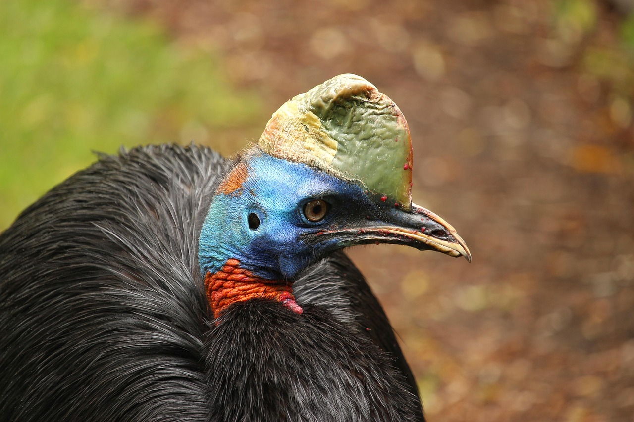Rothalskasuar, einlappenkasuar, bird, nature, urkiefervogel, cassowary, papua new guinea