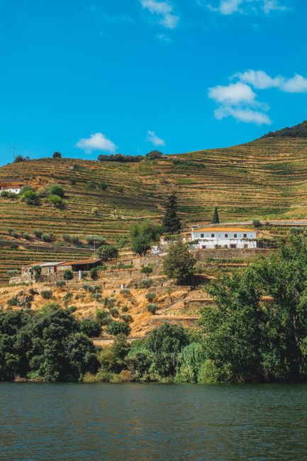 Beautiful hillside vineyard in Northern Portugal with lush green terraces and blue sky.