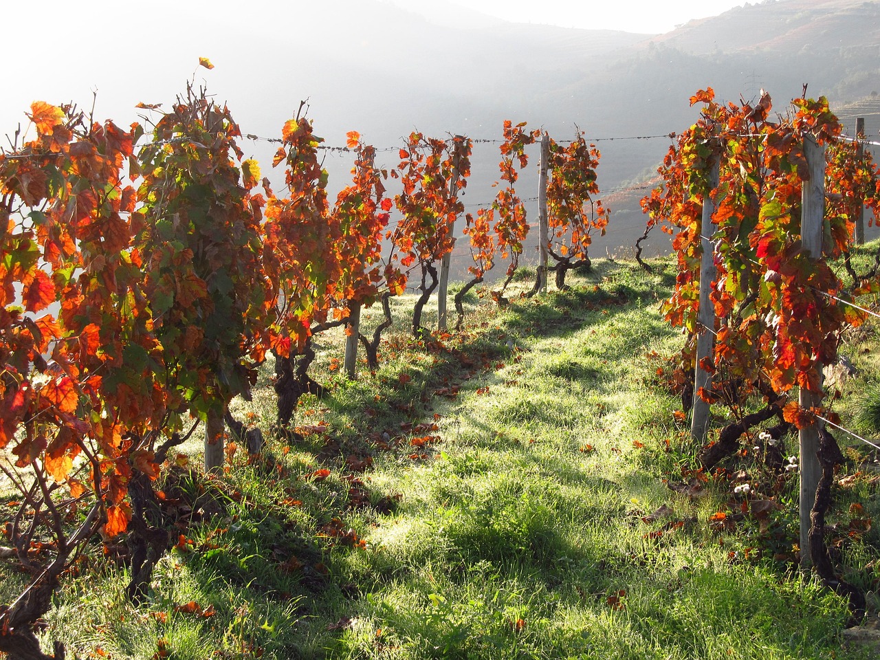 Portugal, wine, douro, vineyard, valley, landscape, portugal, douro, douro, douro, douro, douro, vineyard