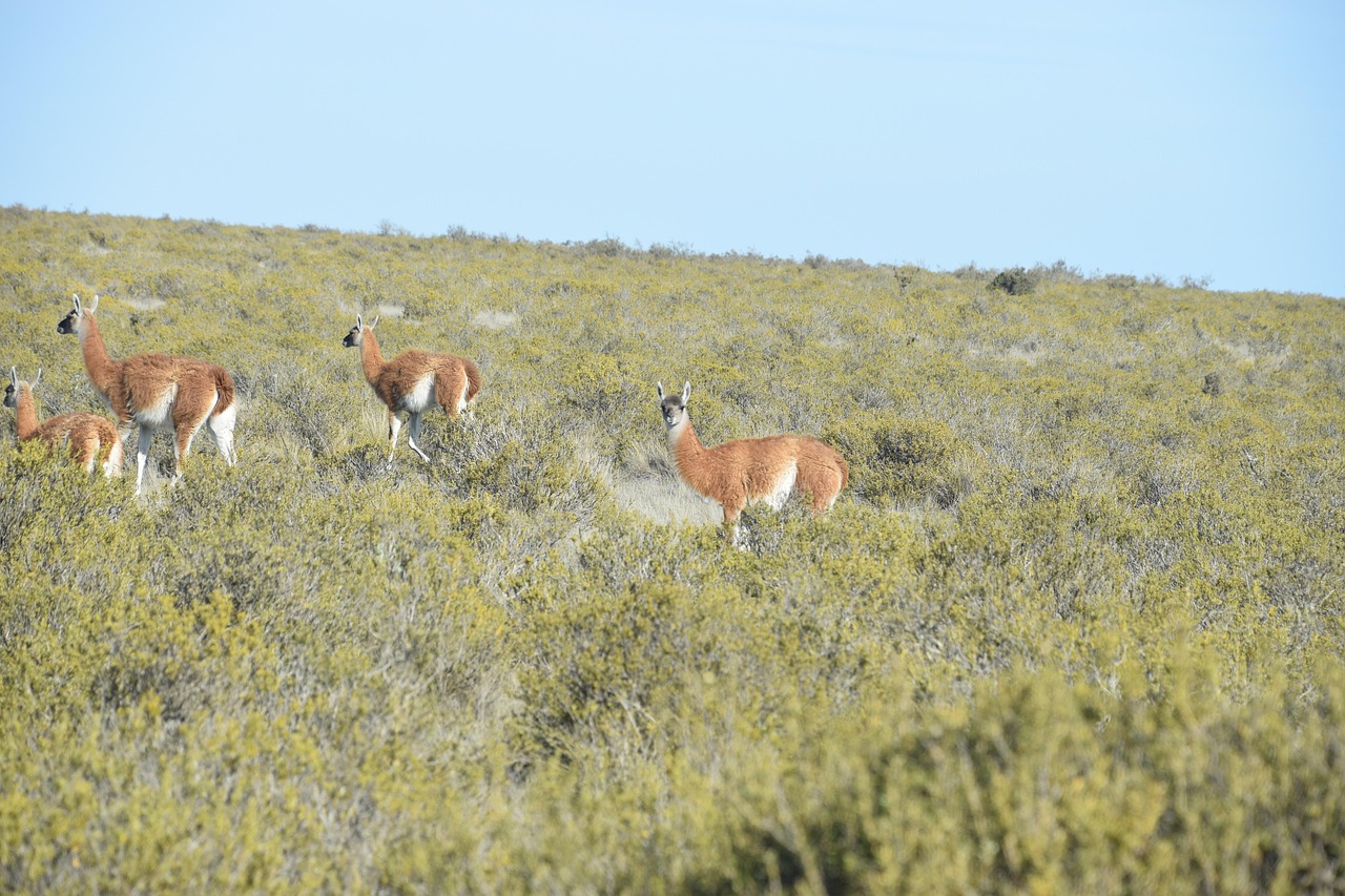 Guanaco, animals, mountain, hill, mammals, wildlife, fauna, meadow, field, wild, nature, puerto madryn, chubut, argentina, puerto madryn, puerto madryn, puerto madryn, puerto madryn, puerto madryn