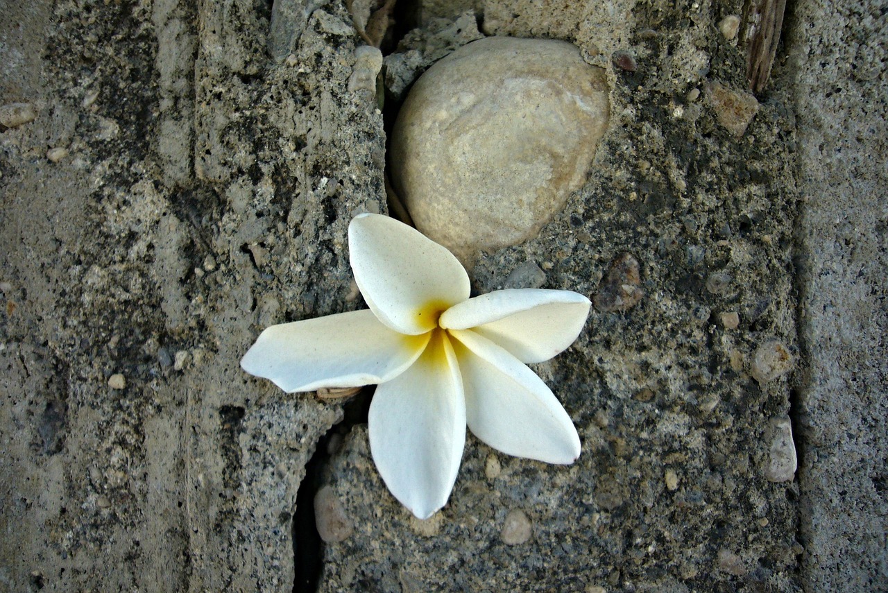 Dominican republic, puerto plata, flower, vacation, flower background, summer, beautiful flowers, botany, flower wallpaper, plants, central america, caribbean, nature