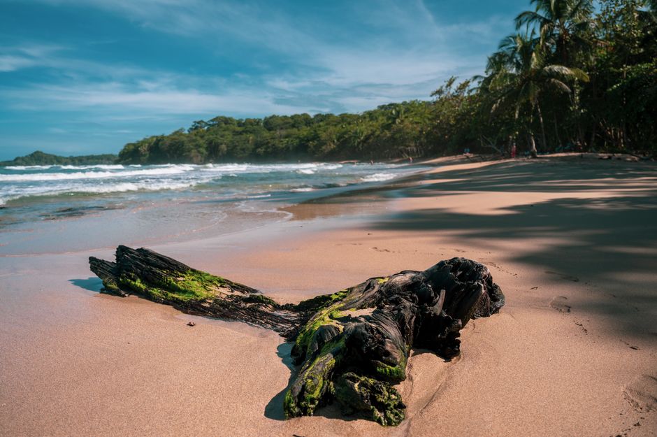 Scenic beach view with driftwood in Puerto Viejo, Costa Rica, featuring lush palm trees.