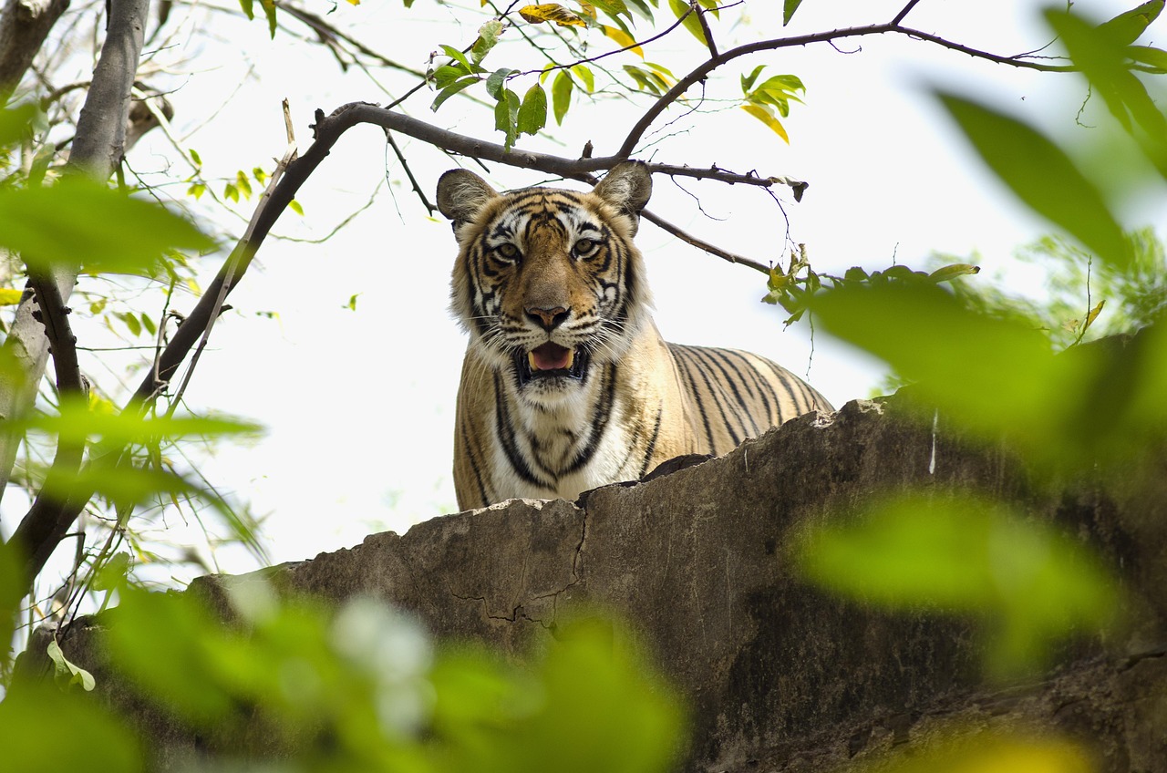 Tiger, jungle, forest, nature, big cat, ranthambore national park, india, wildlife, tourism