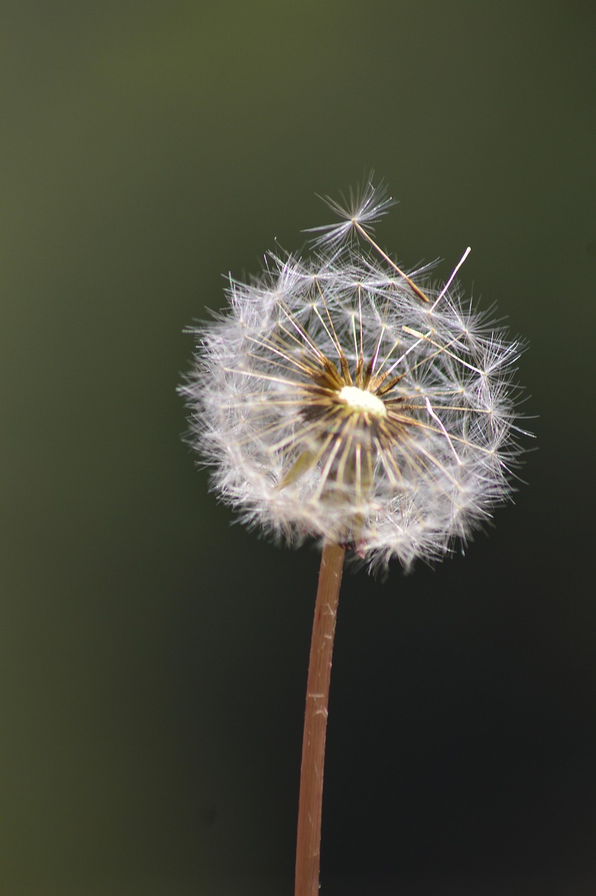 Flower, flower wallpaper, dandelion, flower background, beautiful flowers, wildflower, nature, snow, winter, rwanda, africa, close up