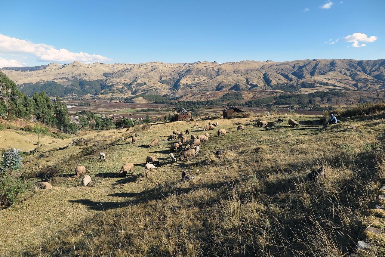 Sacred valley, cusco, sheep, peru, andes, mountain, traditional, nature, landscape, panoramic