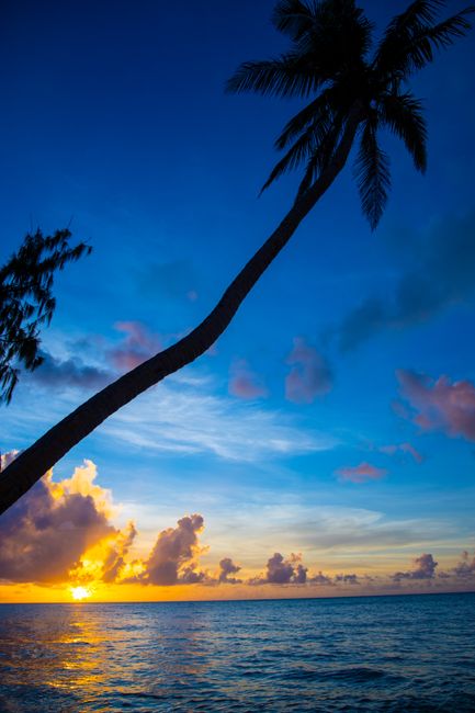 Serene sunset view featuring a palm tree silhouette over a tropical ocean.
