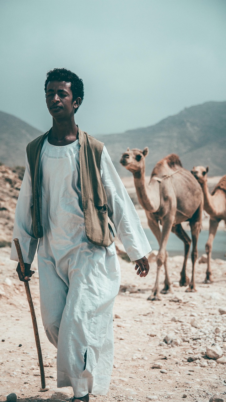 Camels, nature, desert, man, oman, salalah, traveling, dry landscape, sand, landscape, arid landscape