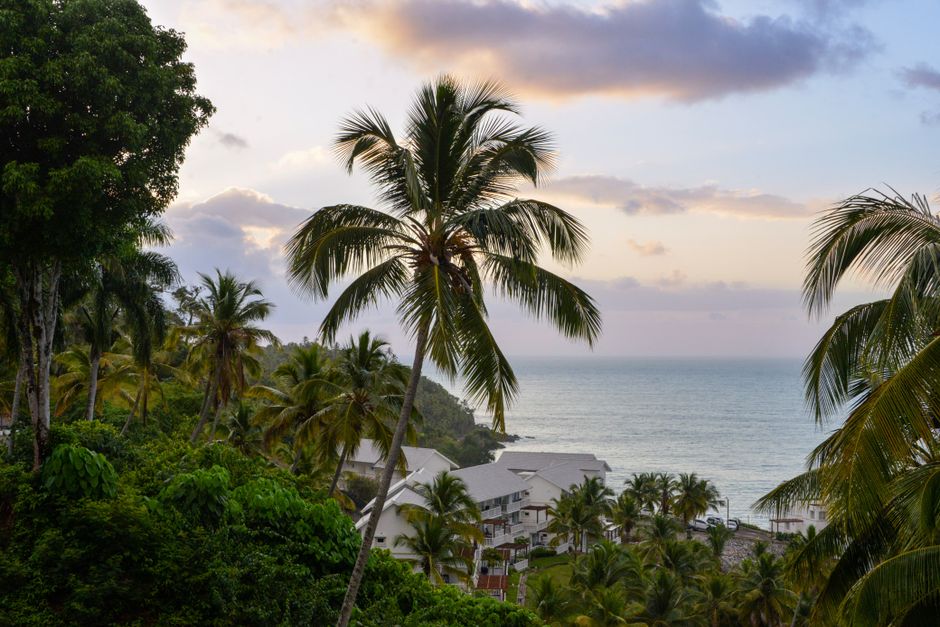 Lush palm trees overlook the ocean in Samaná, Dominican Republic, during a peaceful sunset.