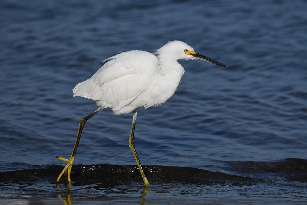 Snow egret, bird, sea, ocean, bird photography, nature, wildlife, wildlife photography, birdwatching, birding, bird lovers, nature lovers, animal, bird life, beach, santa barbara, california