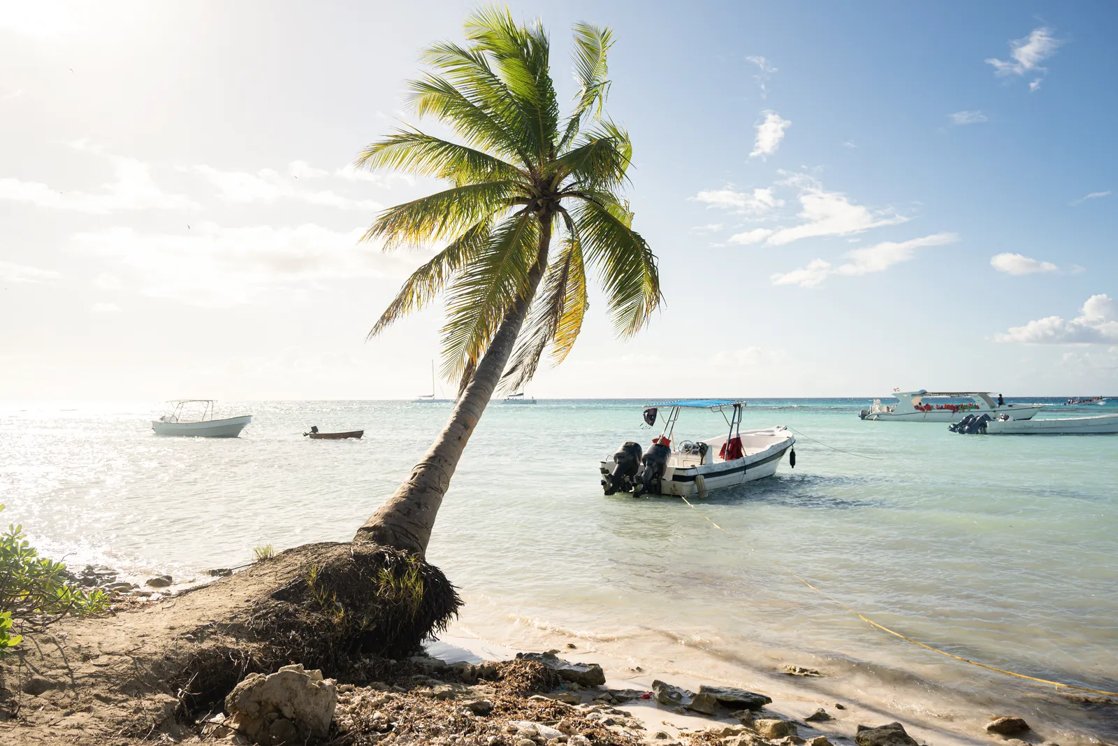 A palm tree over the turquoise shallows of a Saona Island beach, Dominican Republic