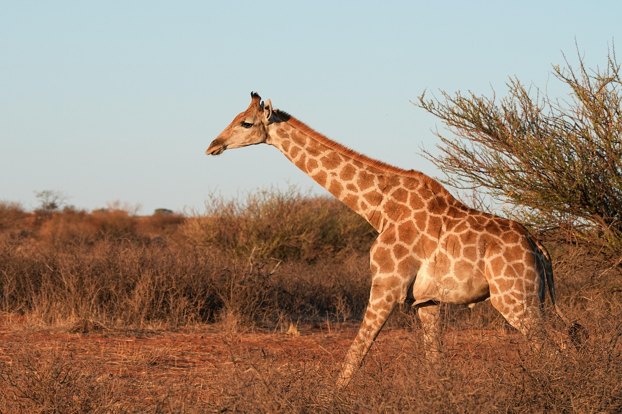 Giraffe, animal, mammal, nature, wildlife, africa, steppe, savannah, wilderness