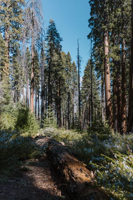 A serene view of towering sequoia trees in a lush green forest on a sunny day.