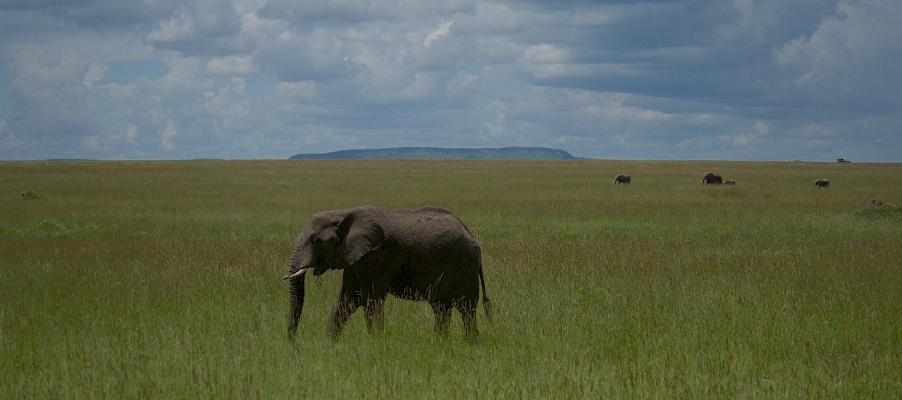 Elephant, animal, safari, wildlife, mammal, pachyderm, wilderness, landscape, nature, serengeti national park, serengeti, tanzania, africa