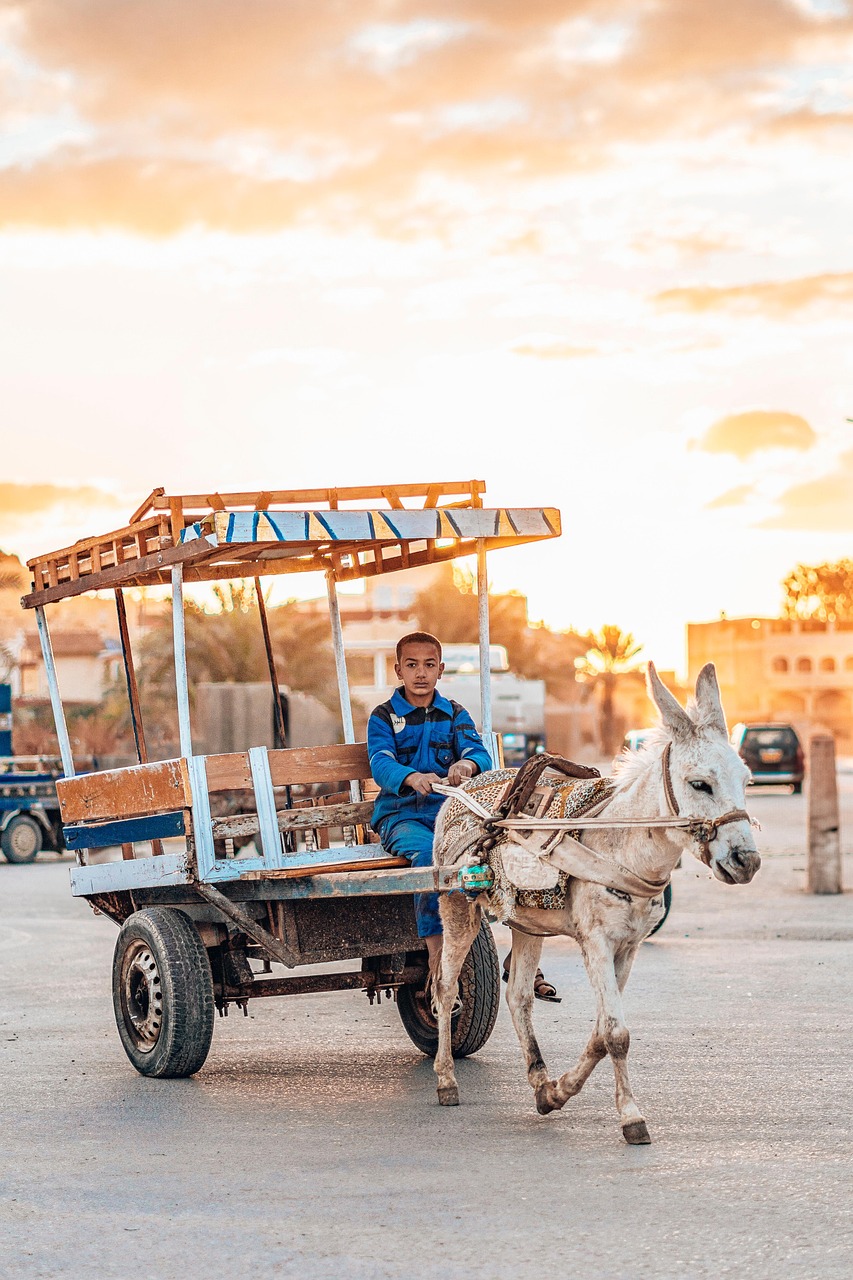 Donkey, desert, siwa, egypt, oasis, sunset, evening atmosphere, work, road, to travel, adventure, culture, tradition, nature