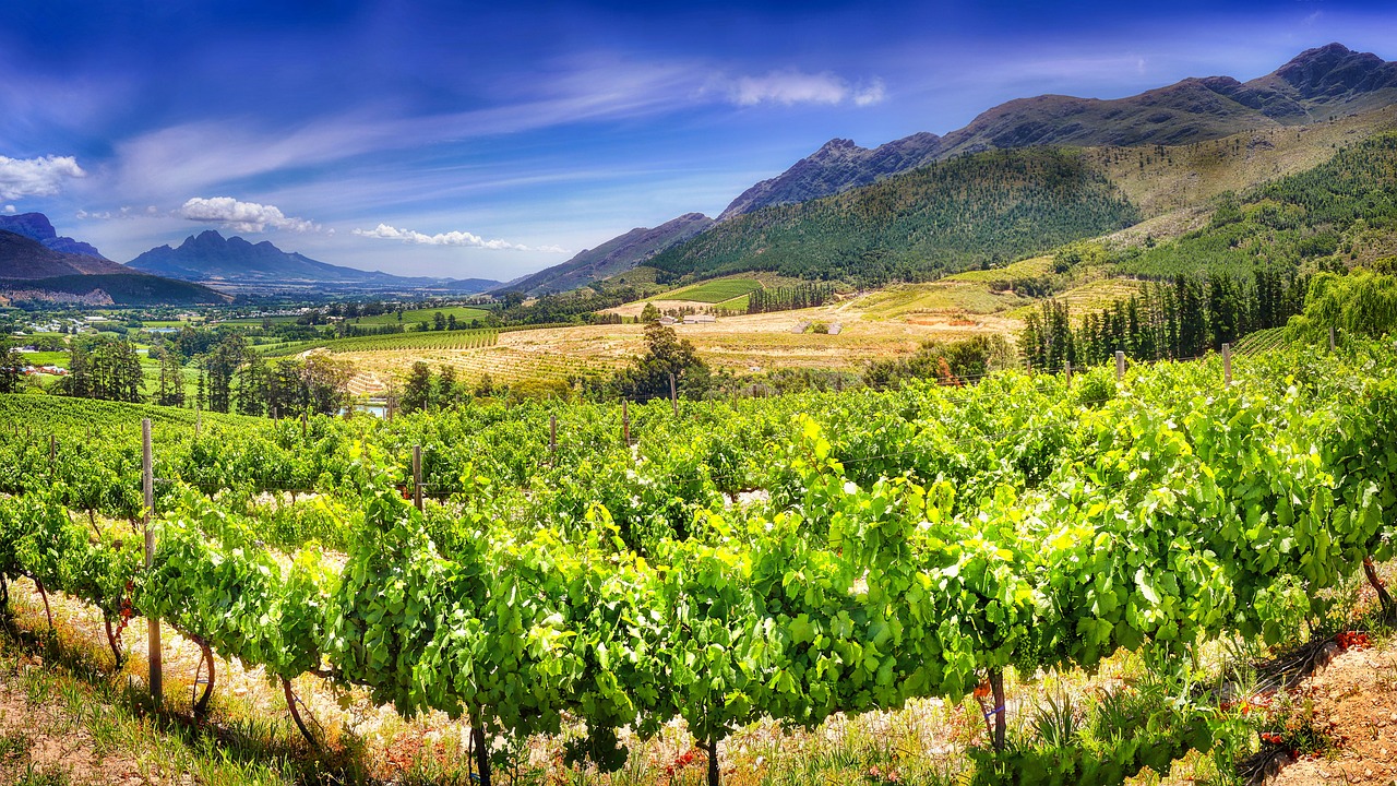Vineyard, winegrowing, stellenbosch, viticulture, winery, mountains, landscape, south africa, nature, agriculture, rural, stellenbosch, stellenbosch, stellenbosch, stellenbosch, stellenbosch, winery, 