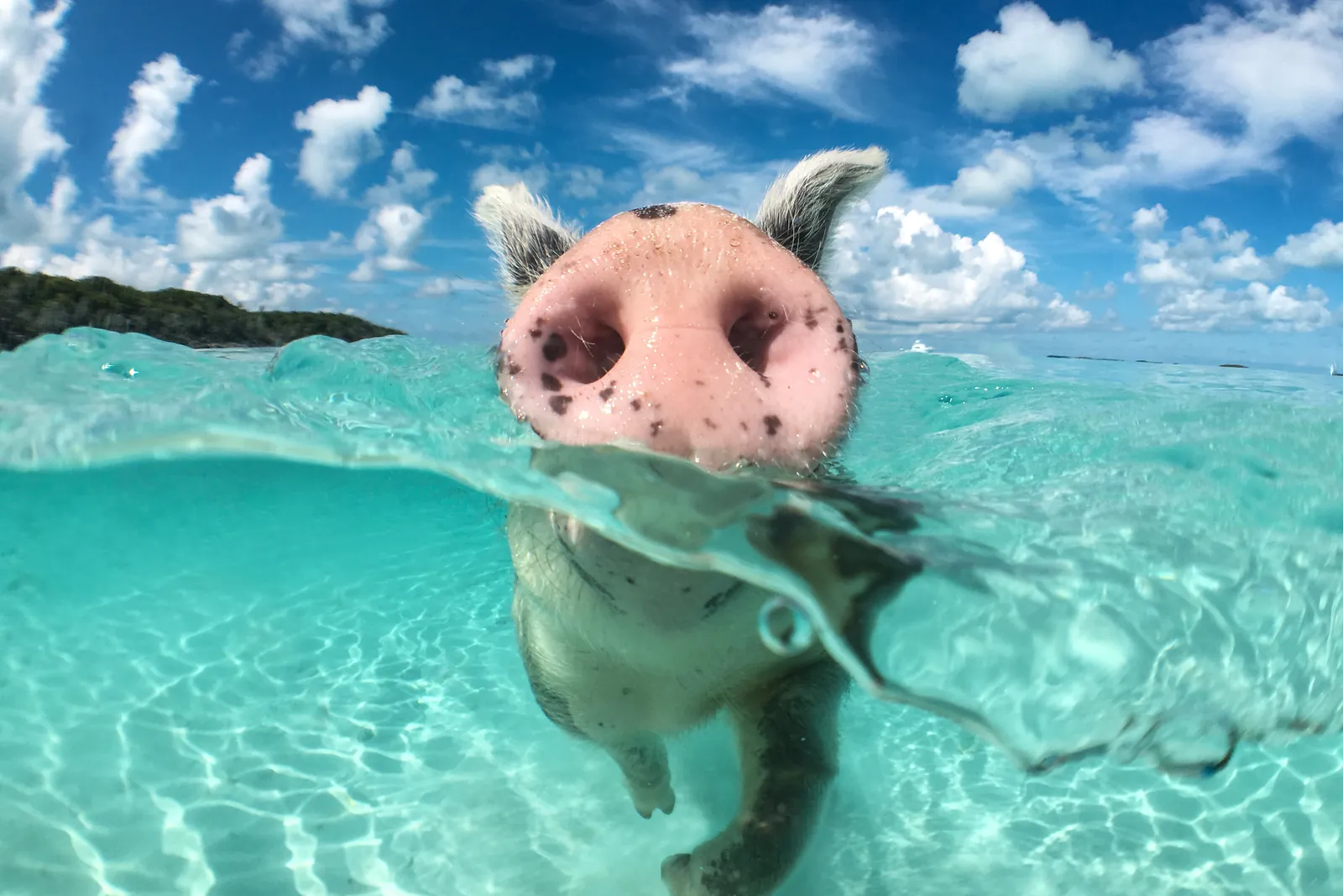 Wild, swiming pig on Big Majors Cay in The Bahamas