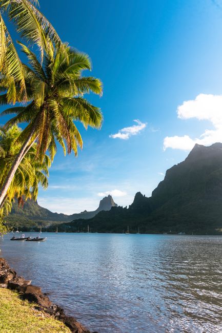Breathtaking view of Moorea's lagoon with palm trees and majestic mountains under clear blue sky.
