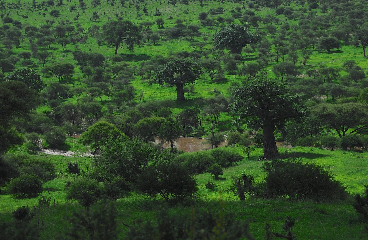 Trees, grass, wilderness, savanna, africa, nature, tarangire national park, river, baobab, tanzania, landscape, nature, baobab, baobab, baobab, baobab, baobab