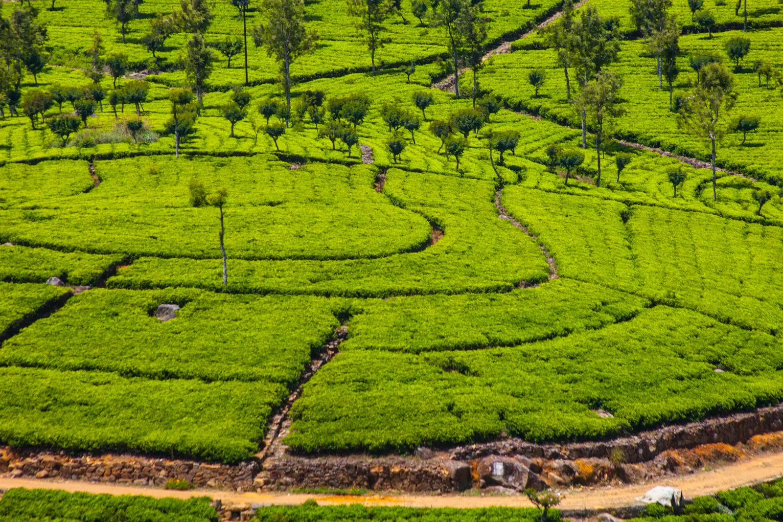 Rows of tea bushes covering the hills of Sri Lanka's hill country